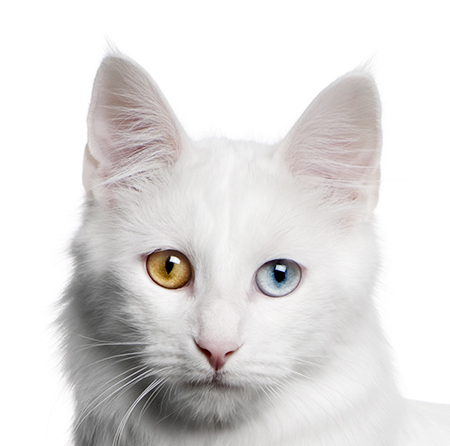 chat de race angora turc
