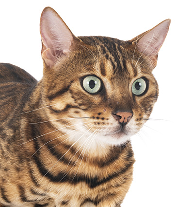 chat de race bengale
