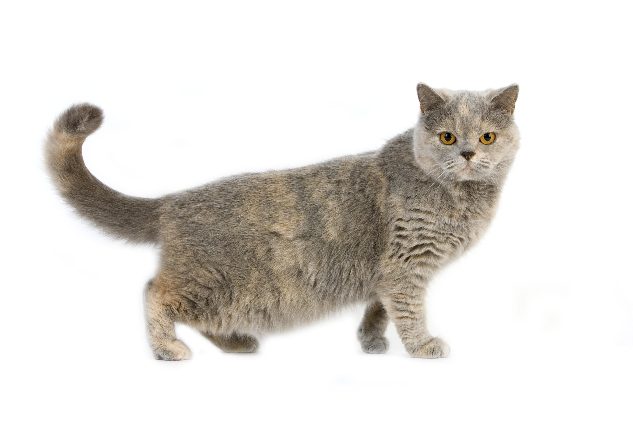 Le Chat British Shorthair et Longhair - Une Race calme