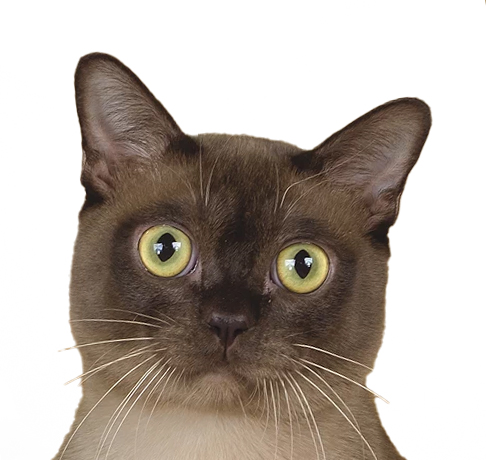 burmese anglais