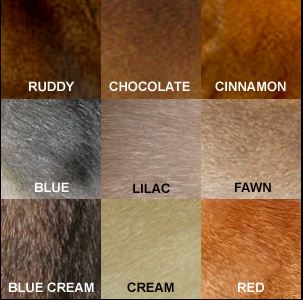 Les couleurs de l'abyssin