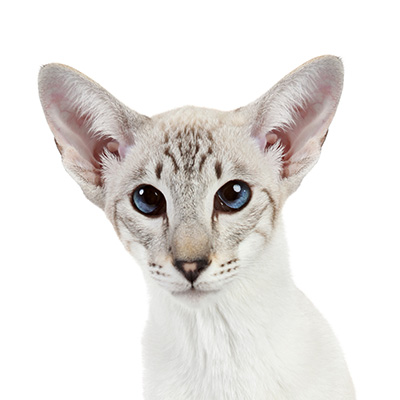 Chat siamois colorpoint