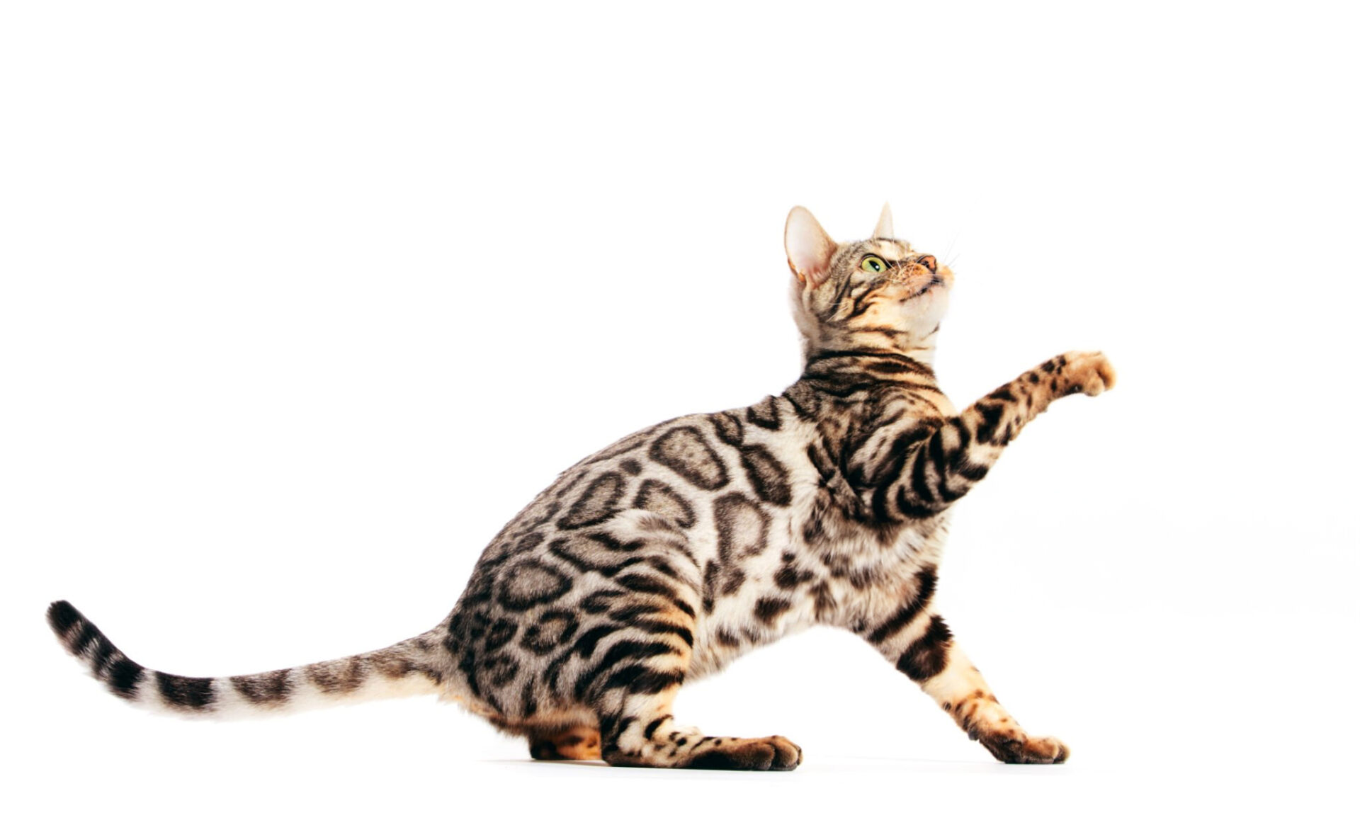 Le Bengal Ou Chat Bengal Un Mini Tigre La Race Au Look Sauvage Le Bengal Ou Chat Bengal Un Mini Tigre La Race Au Look Sauvage