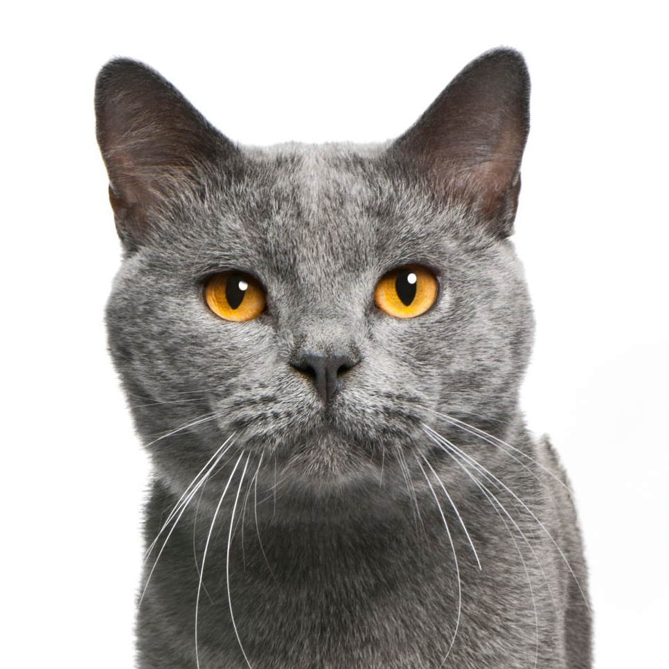 chartreux chat de race chartreux