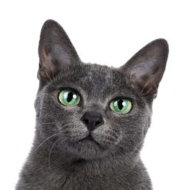 korat