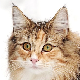 chat des forets norvegien