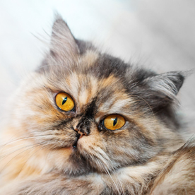 persan black tortie