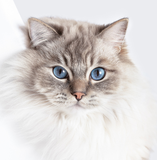 Pretty ragdoll cat