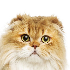 scottish fold