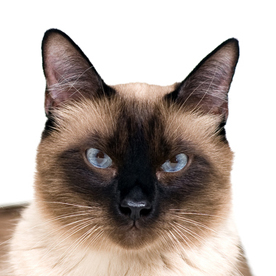 chat thai