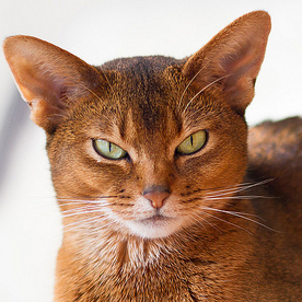 chat de race abyssin