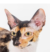 cornish rex black tortie