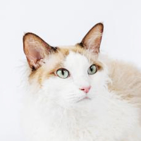chat de race Laperm