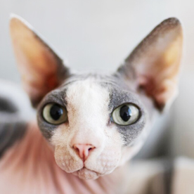 Sphynx chat