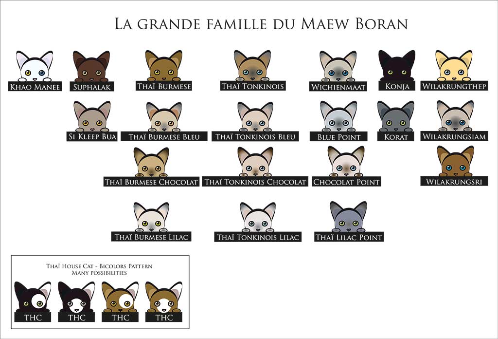 Les variations du Maew Boran