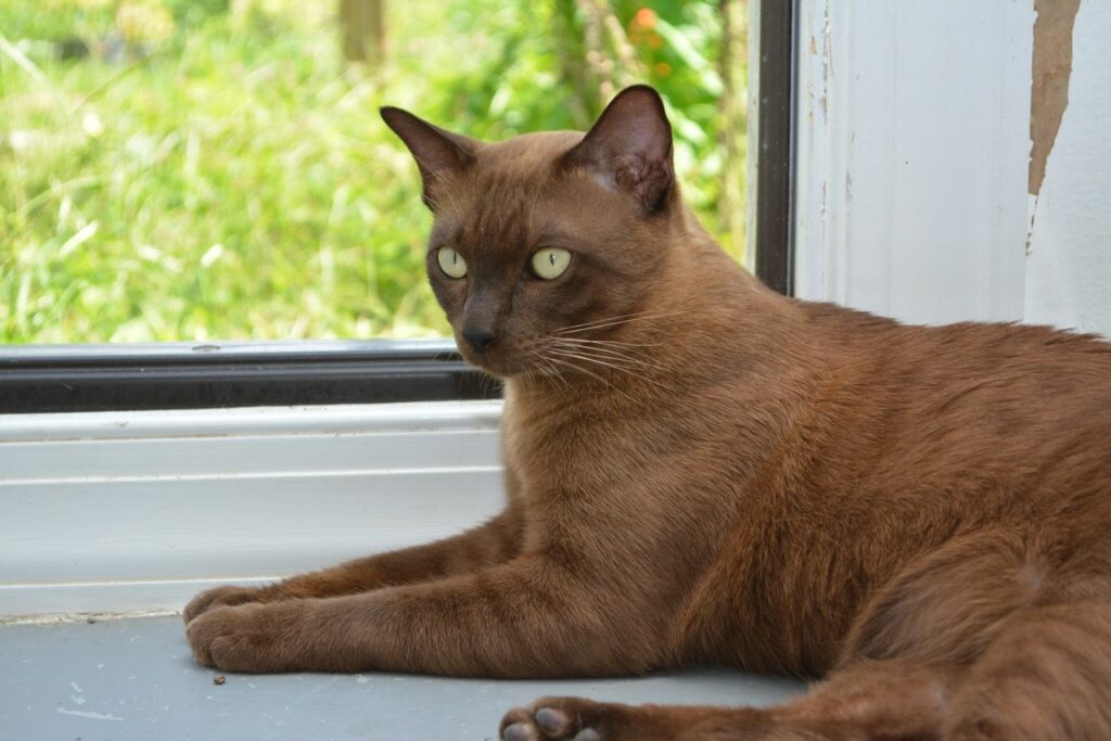 burmese thai
