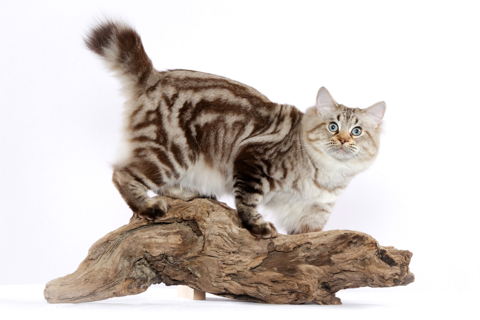 American bobtail seal lynx