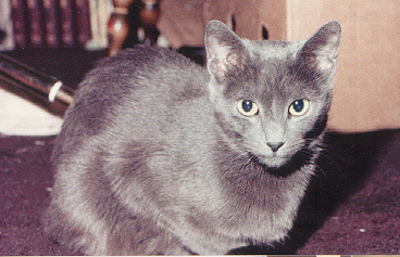 Vashti - Première chatte domestique utilisée dans la création de la race