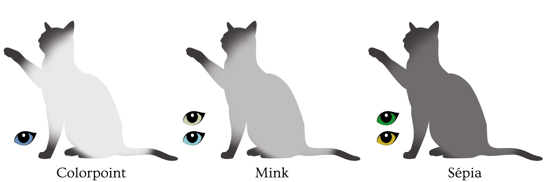Sepia Point Rabbit Les couleurs du chat de race : Guide complet des robes félines