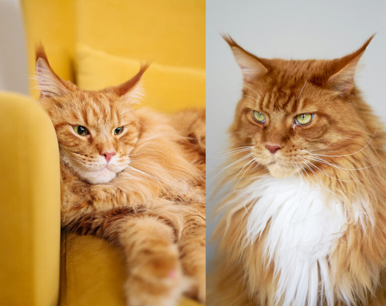 chat de race roux tabby et roux self test adn roux