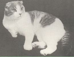 Denisla Hector scottish fold