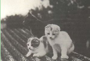 chatons de Denisla Hector avec Sweethope-Zoe