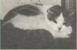 Denisla Hester scottish fold