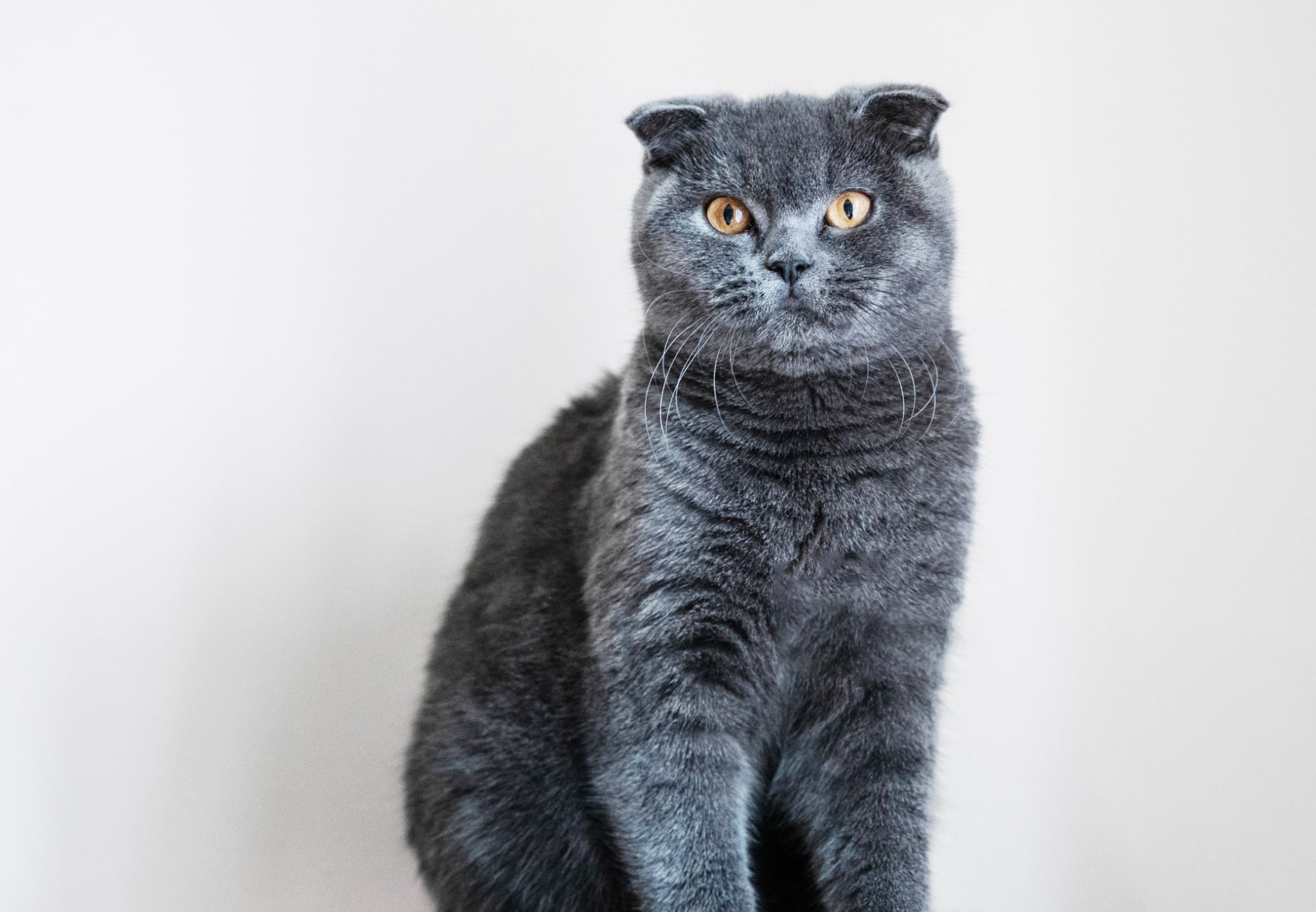 scottish fold bleu