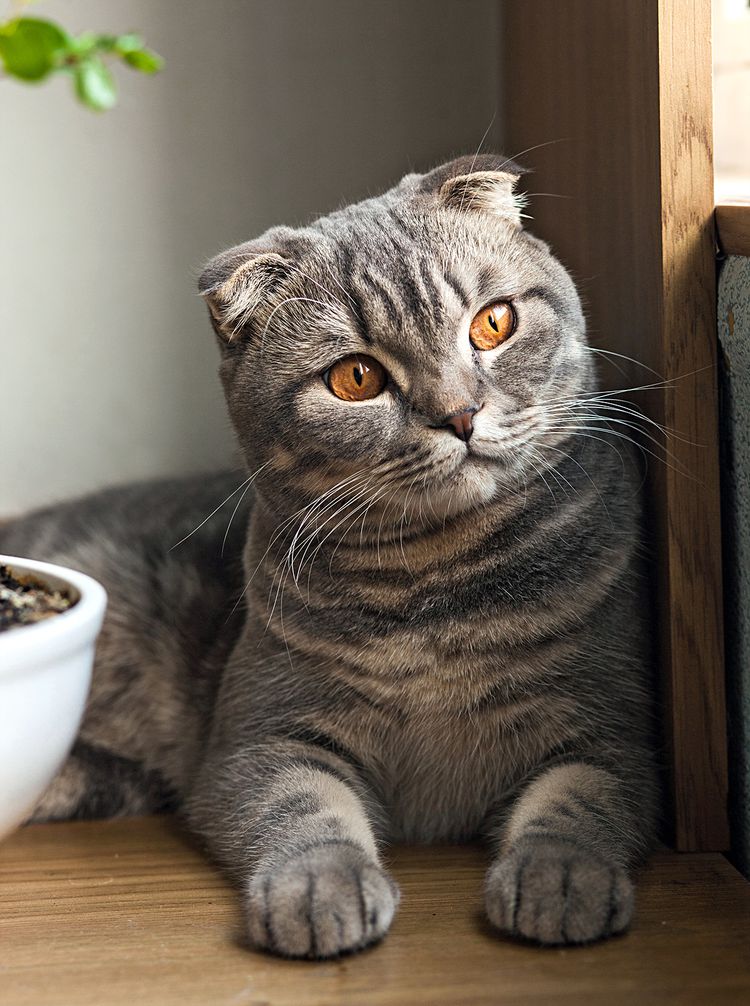 scottish fold bleu tabby