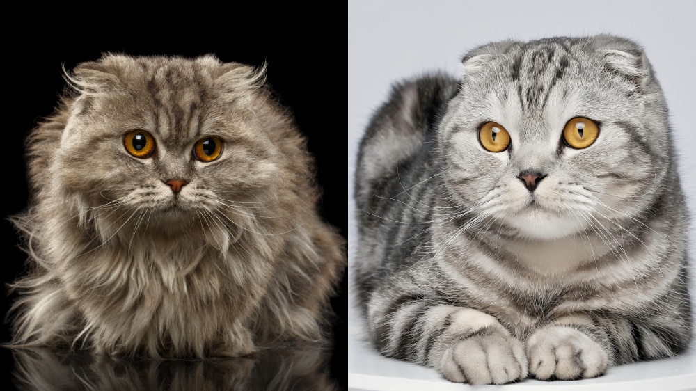 highand fold et scottish fold
