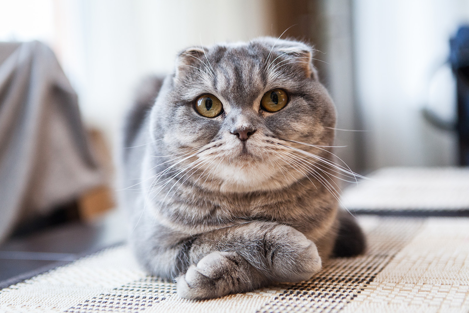 scottish fold bleu tabby