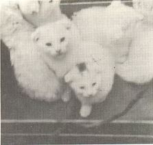 chatons scottish fold