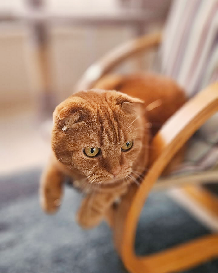 scottish fold red self