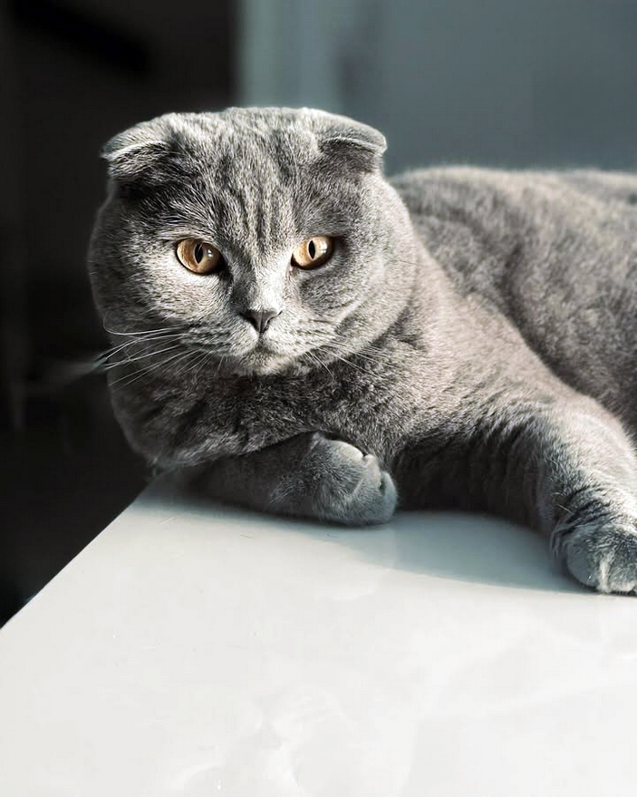 scottish fold bleu