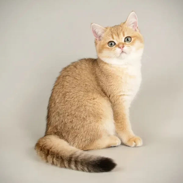 scottish fold golden