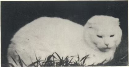 Susie fondatrice de race Scottish Fold