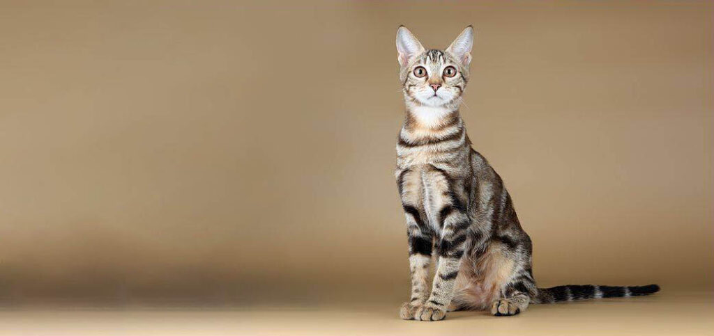 chat sokoke