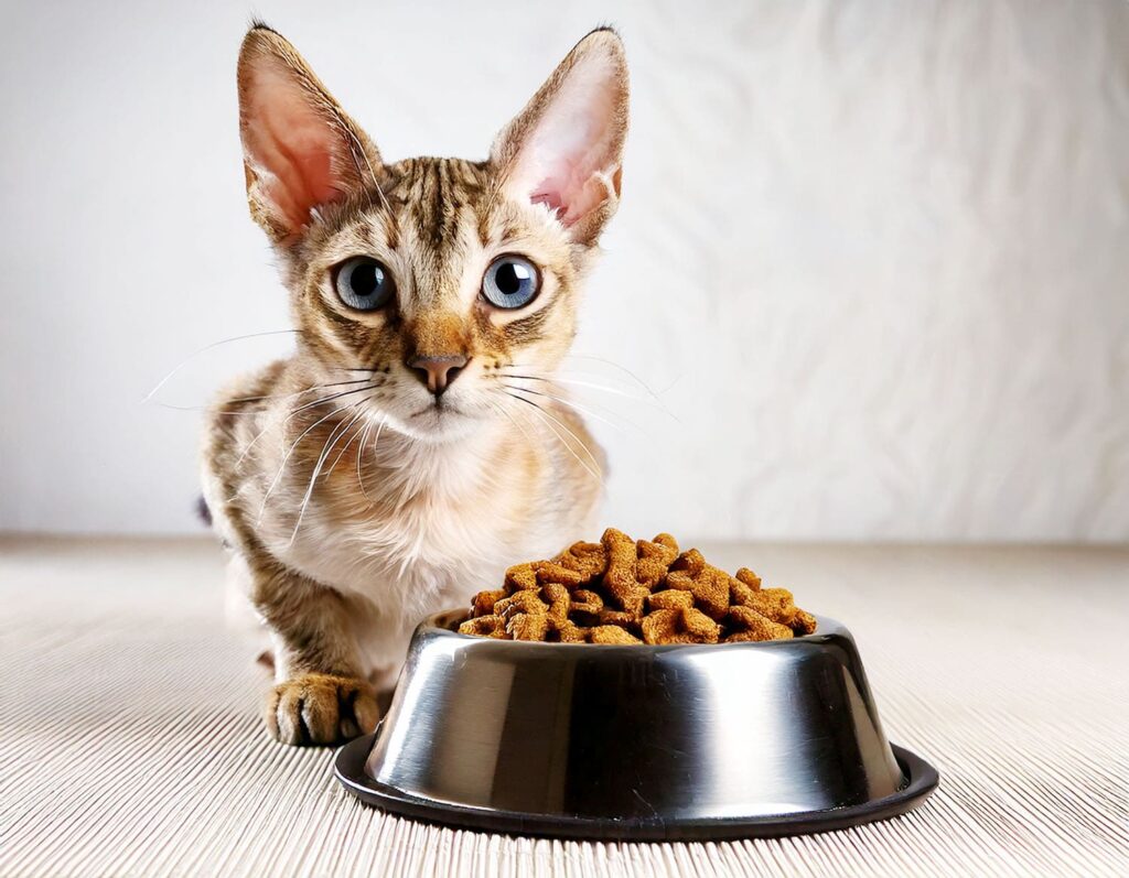 alimentation chat croquettes gamelle