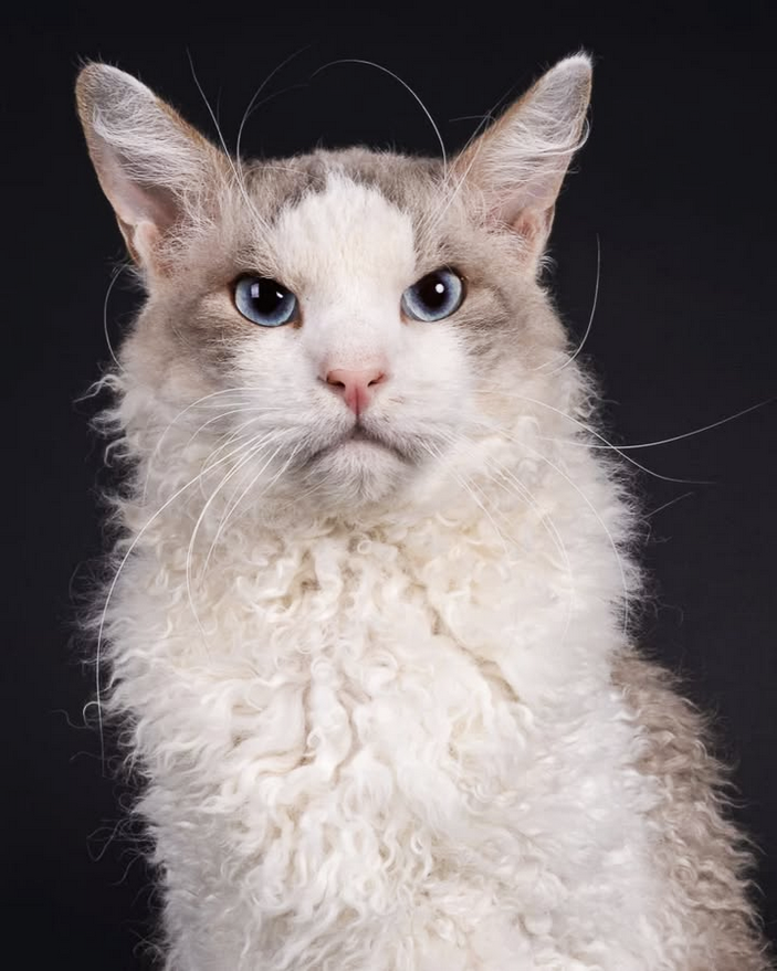 chat laperm