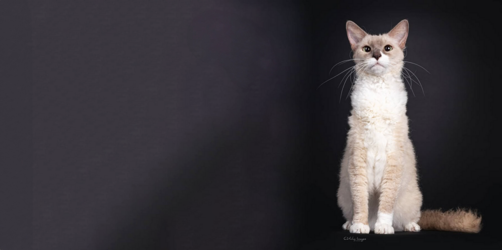 laperm chat de race frisé